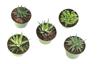 Haworthia Assortment